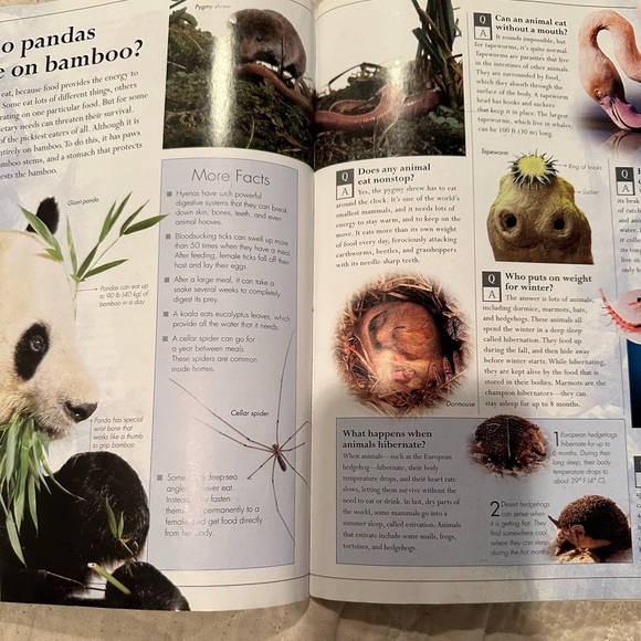 Amazing Animals Q&A- everything you never knew about the animal kingdom - Picture 9 of 10